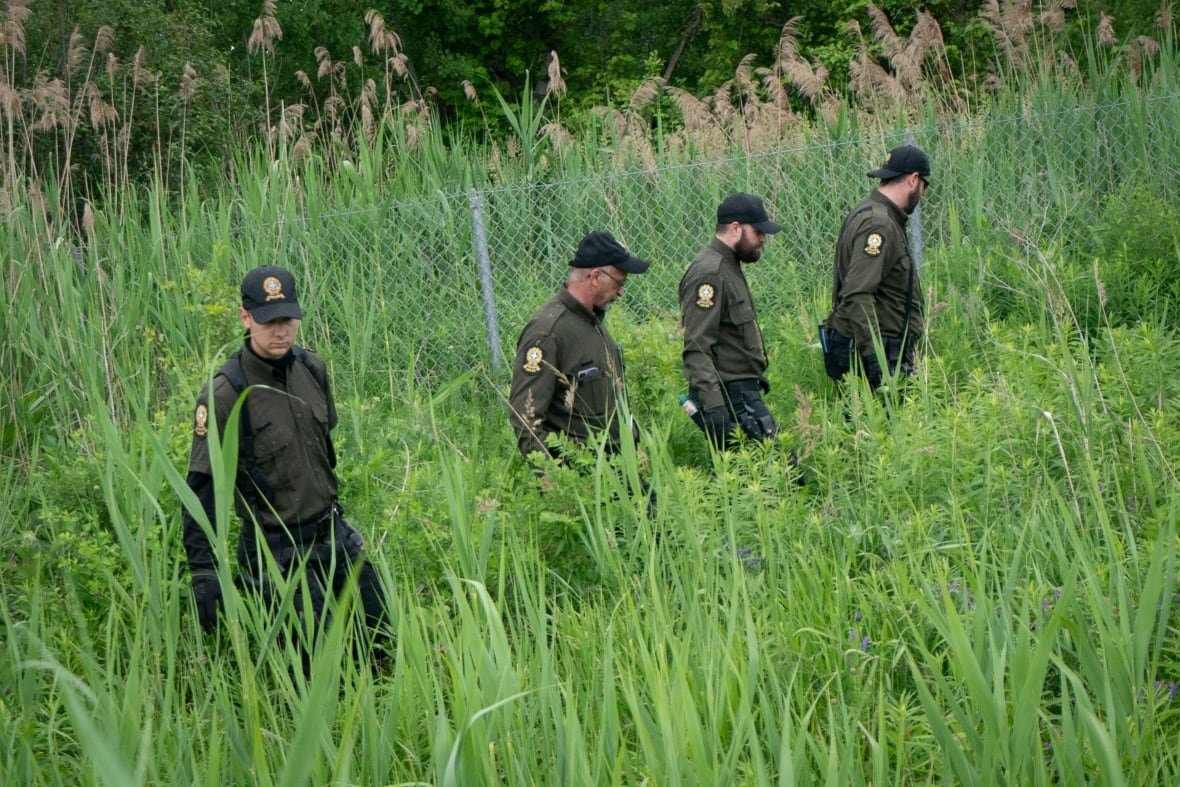 Four officers searching through tall grass 