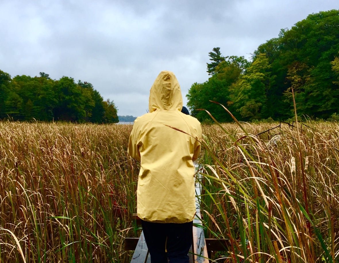A person in a yellow raincoat is seen from behind walking down a boardwalk between tall beige rushes or weeds. The sky is grey-blue and there are trees in the distance. 