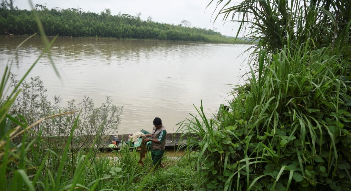 A person works at a riverbank, with a thin, long boat floating in the water beside them. The water is brown and green leaves and grasses are visible in the foreground and on the other side of the river. 