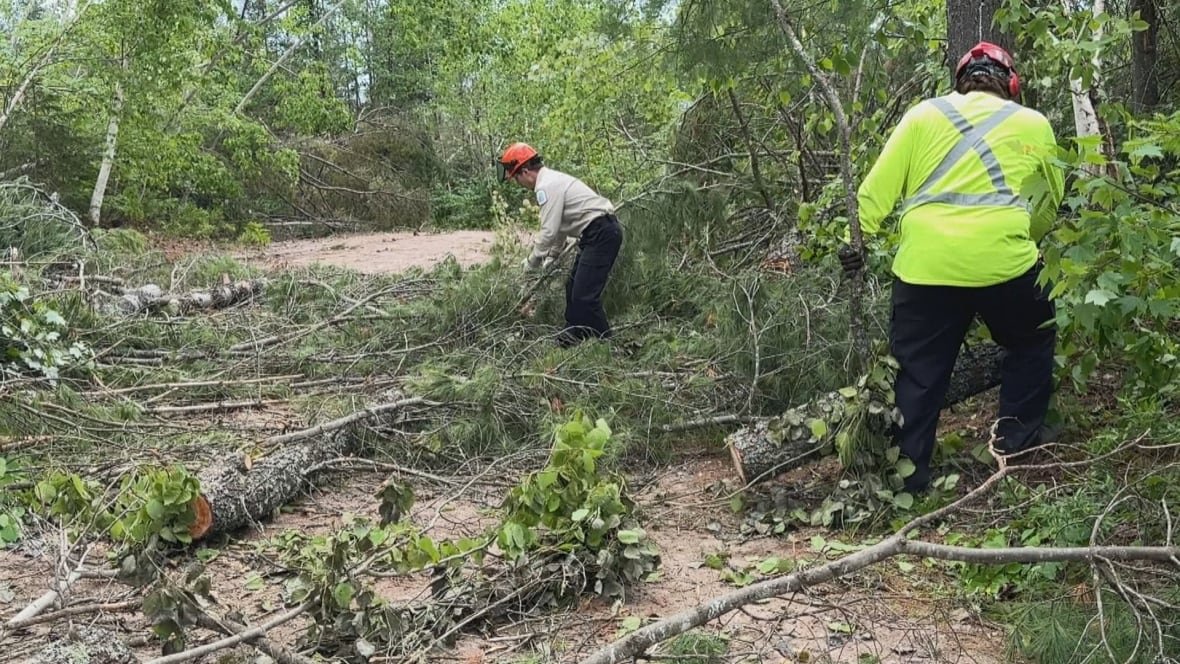 Two people wearing safety vests picking up fallen branches.