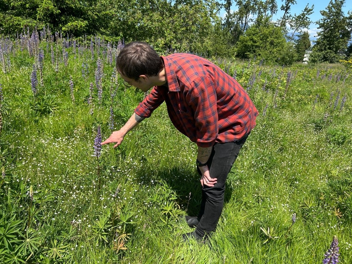 Jens stands in the middle of a meadow, pointing at a Lupine plant.