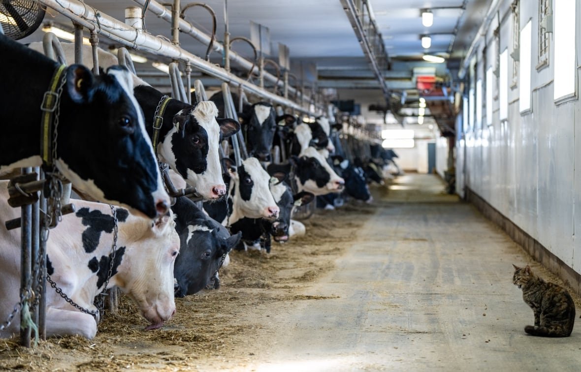 The photo shows a line of cows on the left side, stretching into the distance, in a barn. A small cat sits on the right side of the image, yawning. 