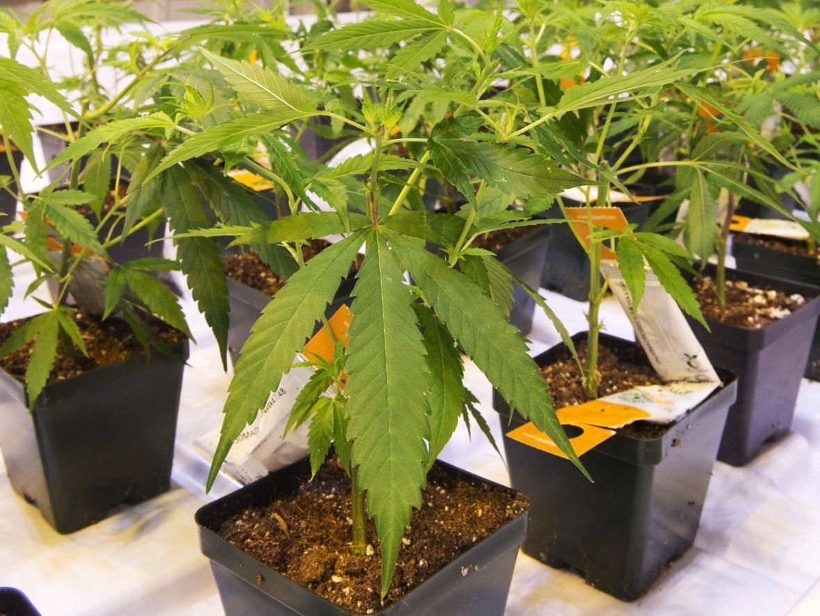 Potted cannabis plants.