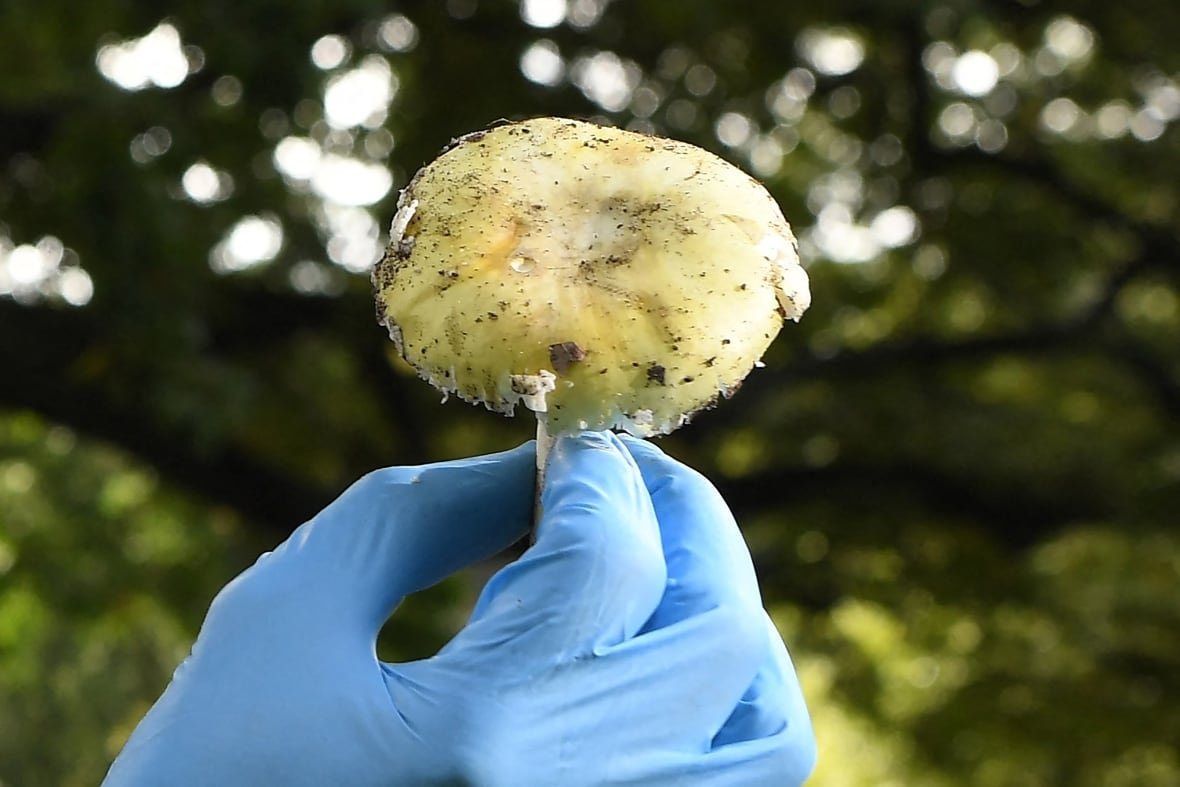 A large yellowy mushroom is shown in closeup, lifted by a hand in a blue glove.