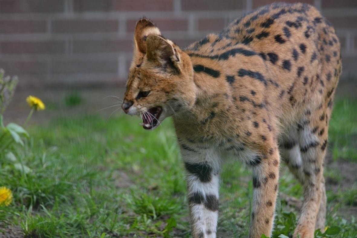 a serval cat hisses
