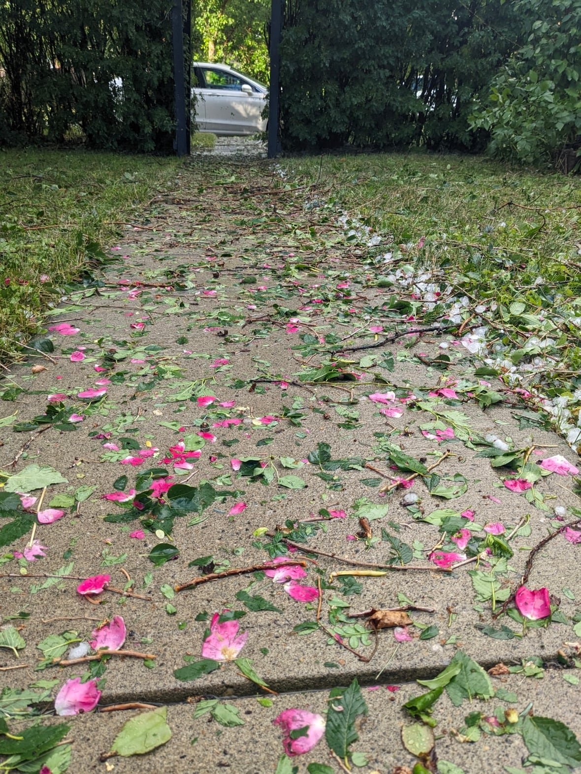 Sidewalks in the city's Thorncliffe neighbourhood in the northwest were covered with fallen leaves and petals as plants took the brunt of Sunday night's hailstorm.