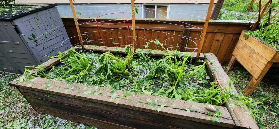 A damaged garden.
