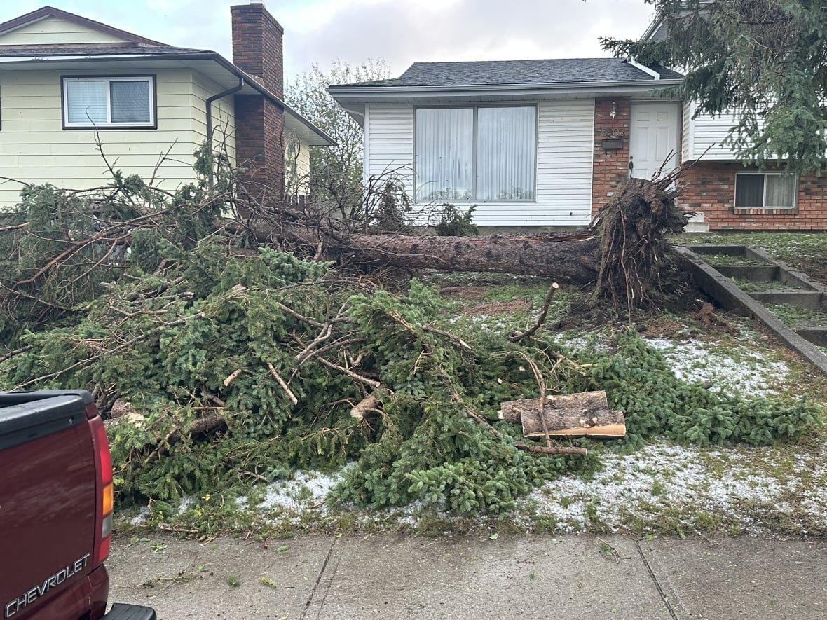 A fallen tree.