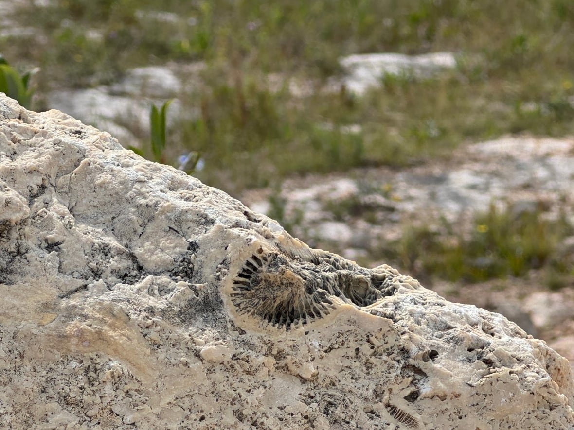 A rocky outcropping has a semicircular fossil that looks like an upside-down fan.
