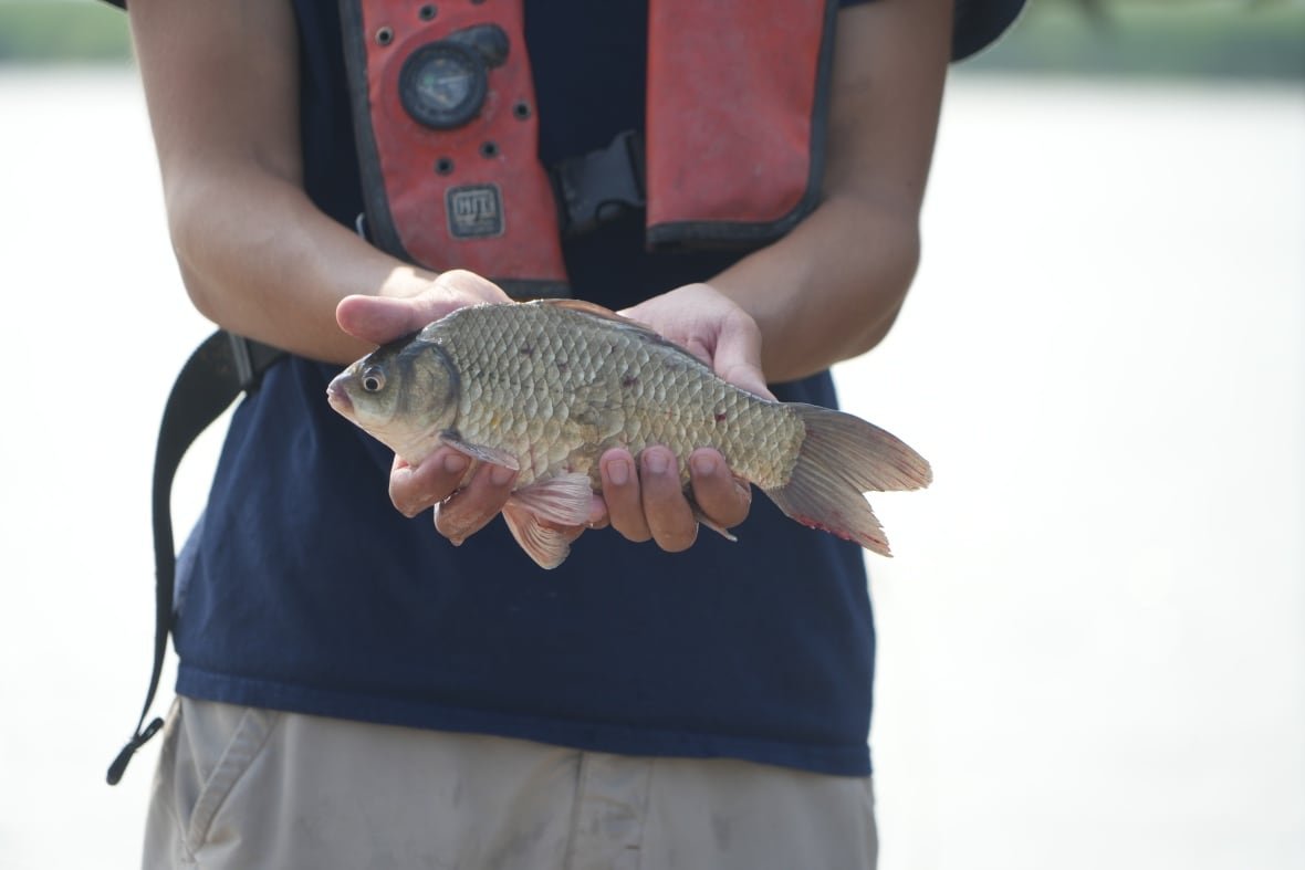 A man holds a big green goldfish with both hands