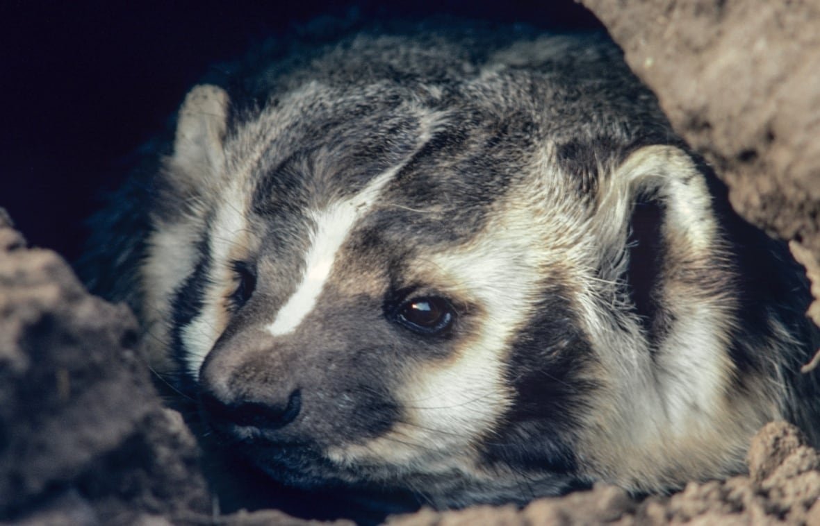 A close-up of a black-and-white striped face of a small, furry creature in a hole.