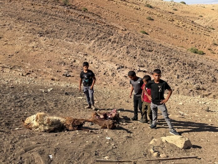 Palestinian Child Shot Dead In West Bank By Israeli Forces Amid Land Grabs - Dubai News TV