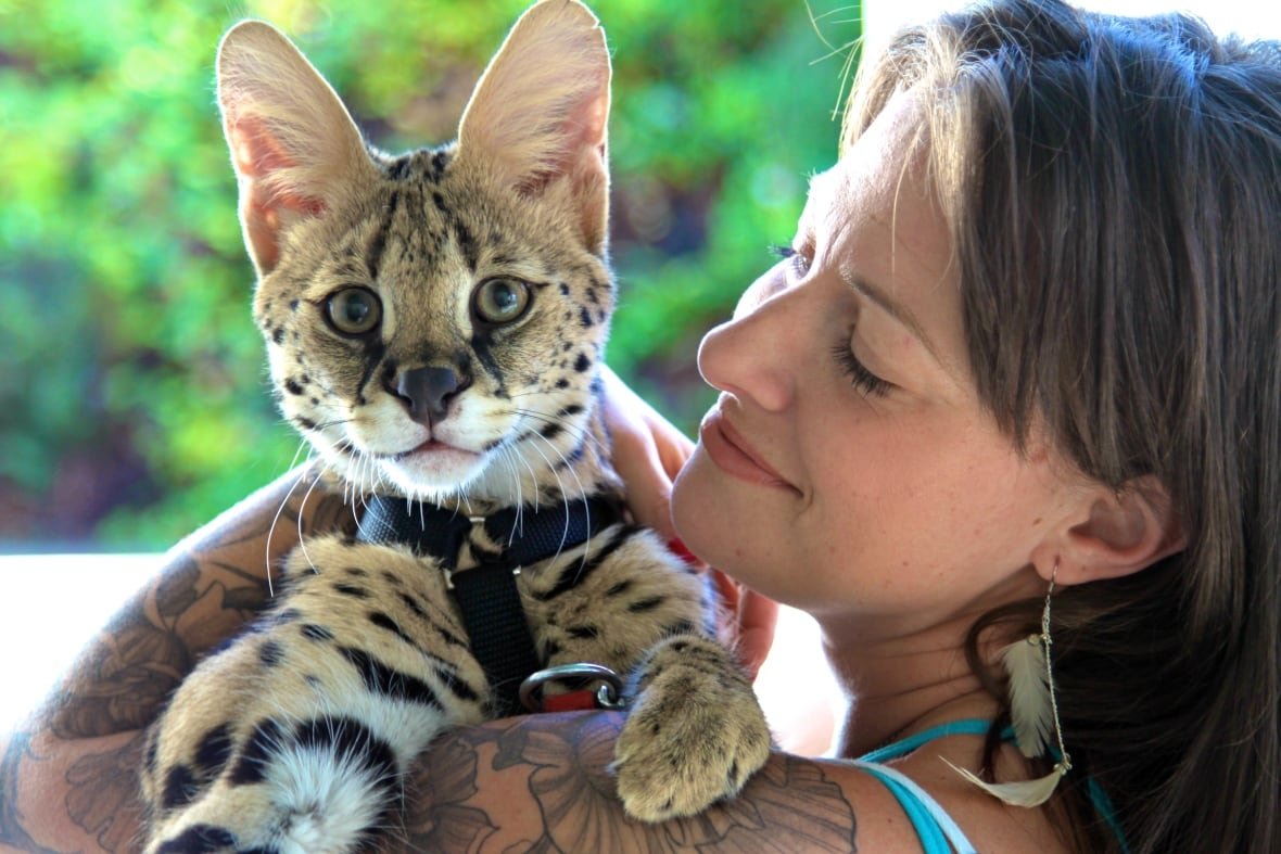 A woman holds a serval cat.