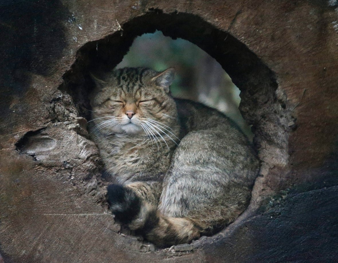A European wildcat hides and sleeps in a hole at the zoo in Duisburg, Germany, Friday, Jan. 30, 2015.