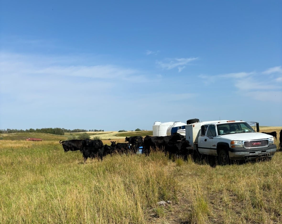 A truck in a herd of black cows parked on a grassy field.