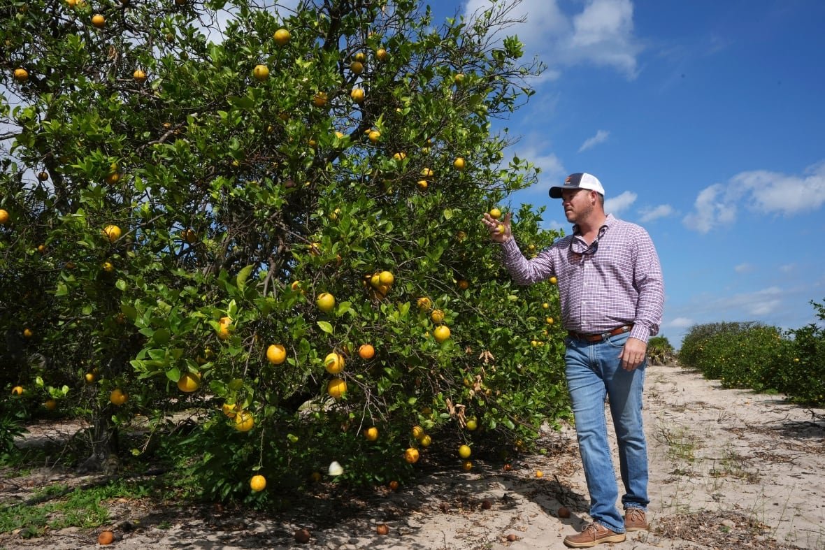A man inspects an orange grove