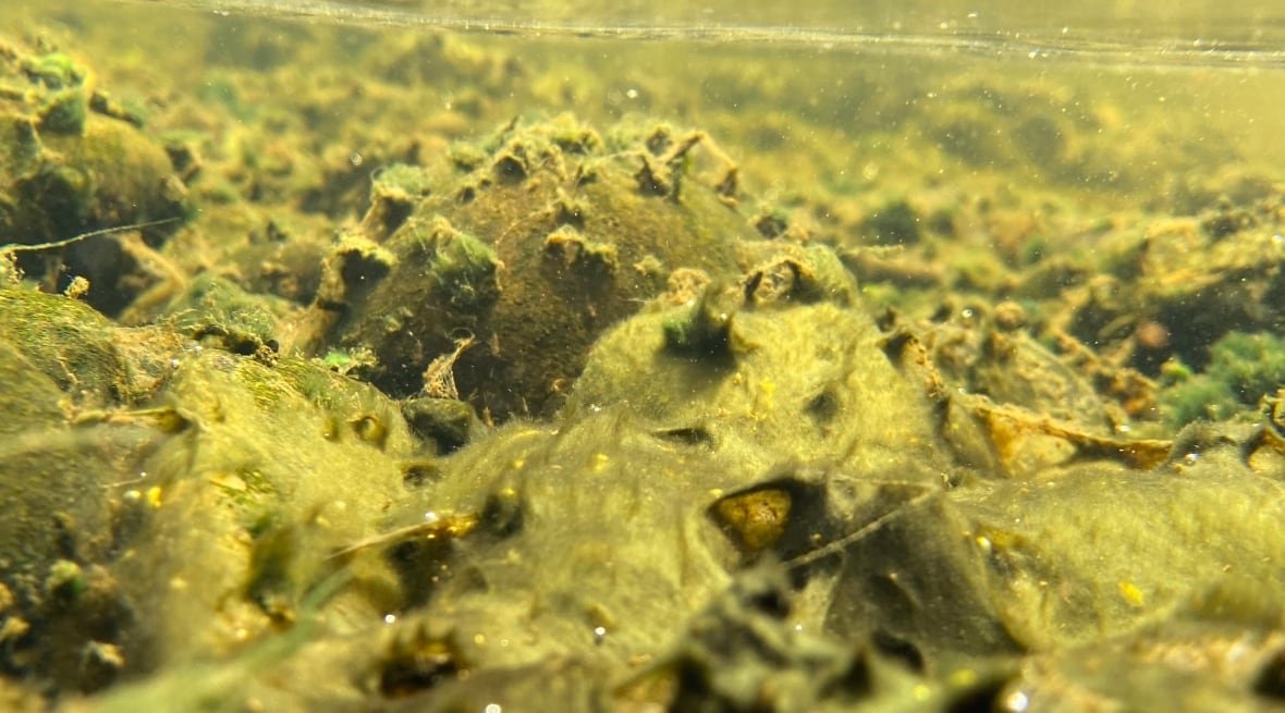 Underwater benthic cyanobacteria 