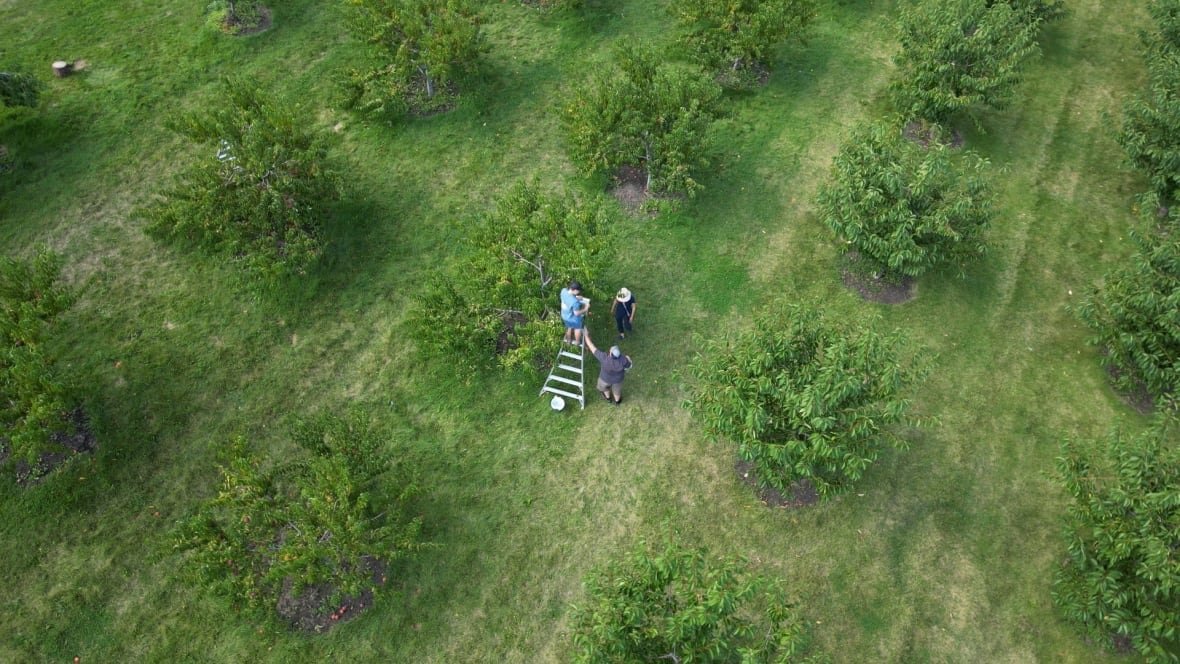 A drone shot of people picking cherries on a orchard. Very green photo with tons of grass and trees pictured. 