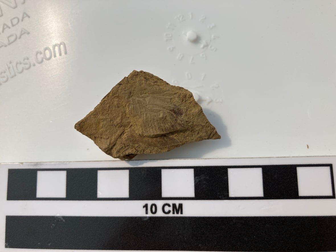 A tan rock rests against a white background, with a ruler in front of it showing 10 centimetres.