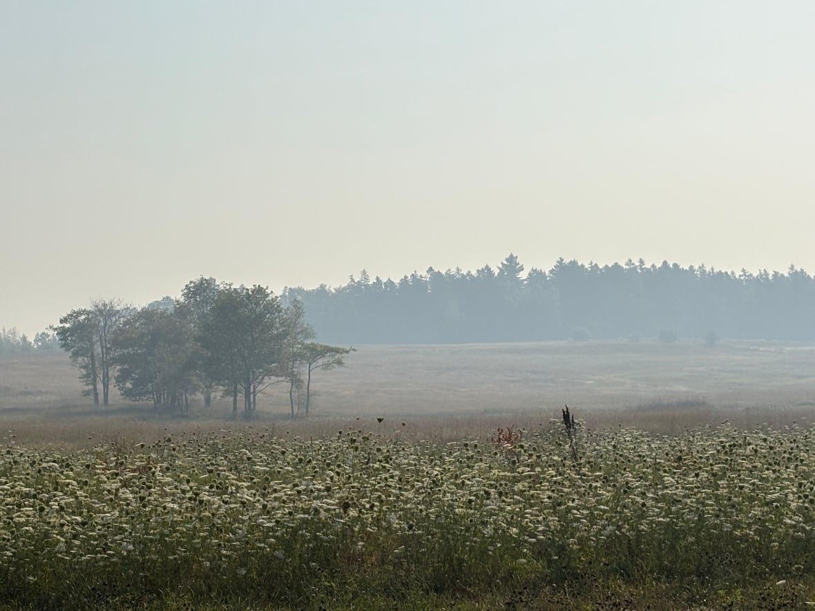 A field with flowers covered by a grey haze of smoke. 