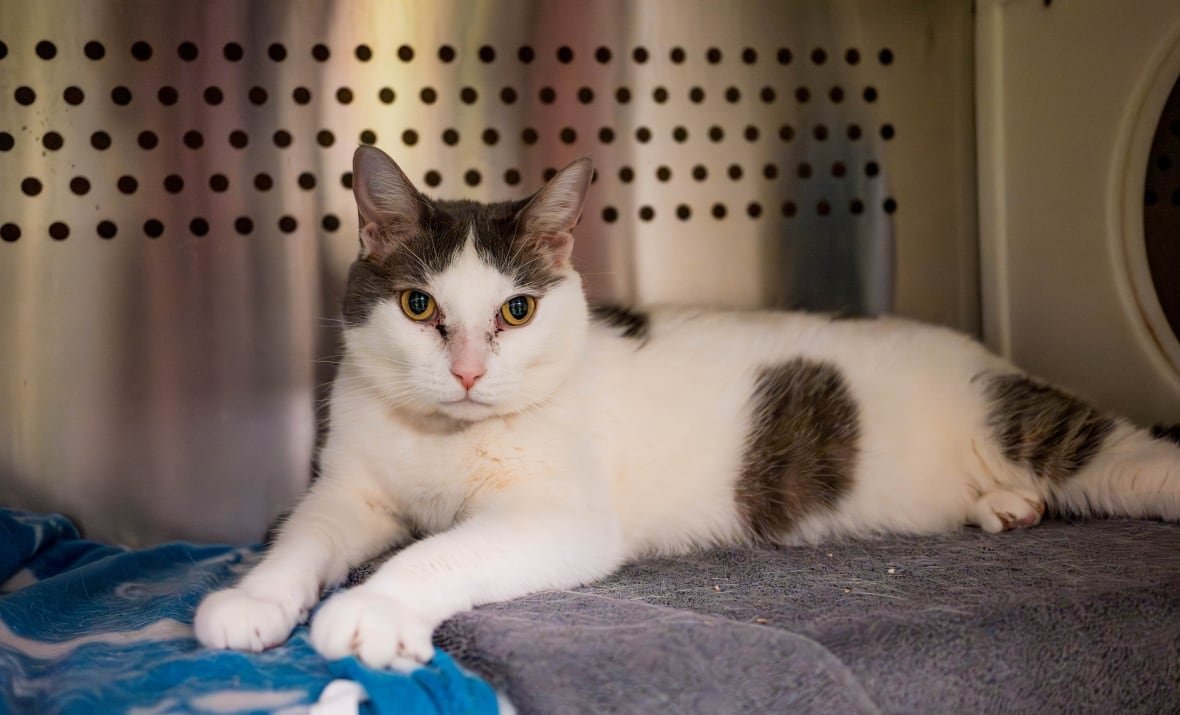 A white cat with brownish-grey tabby spots is lying on their tummy on a blanket in a metal enclosure and is looking at the viewer. 