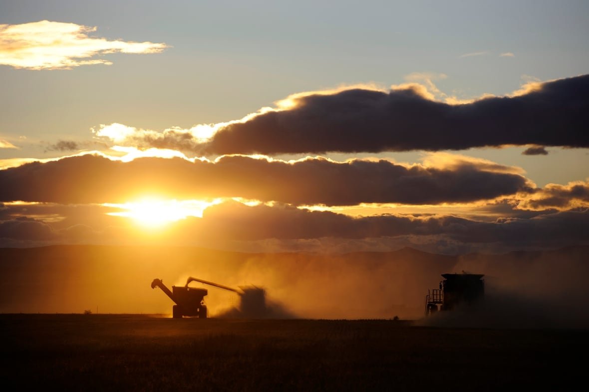 Wheat is harvested as the sun sets.
