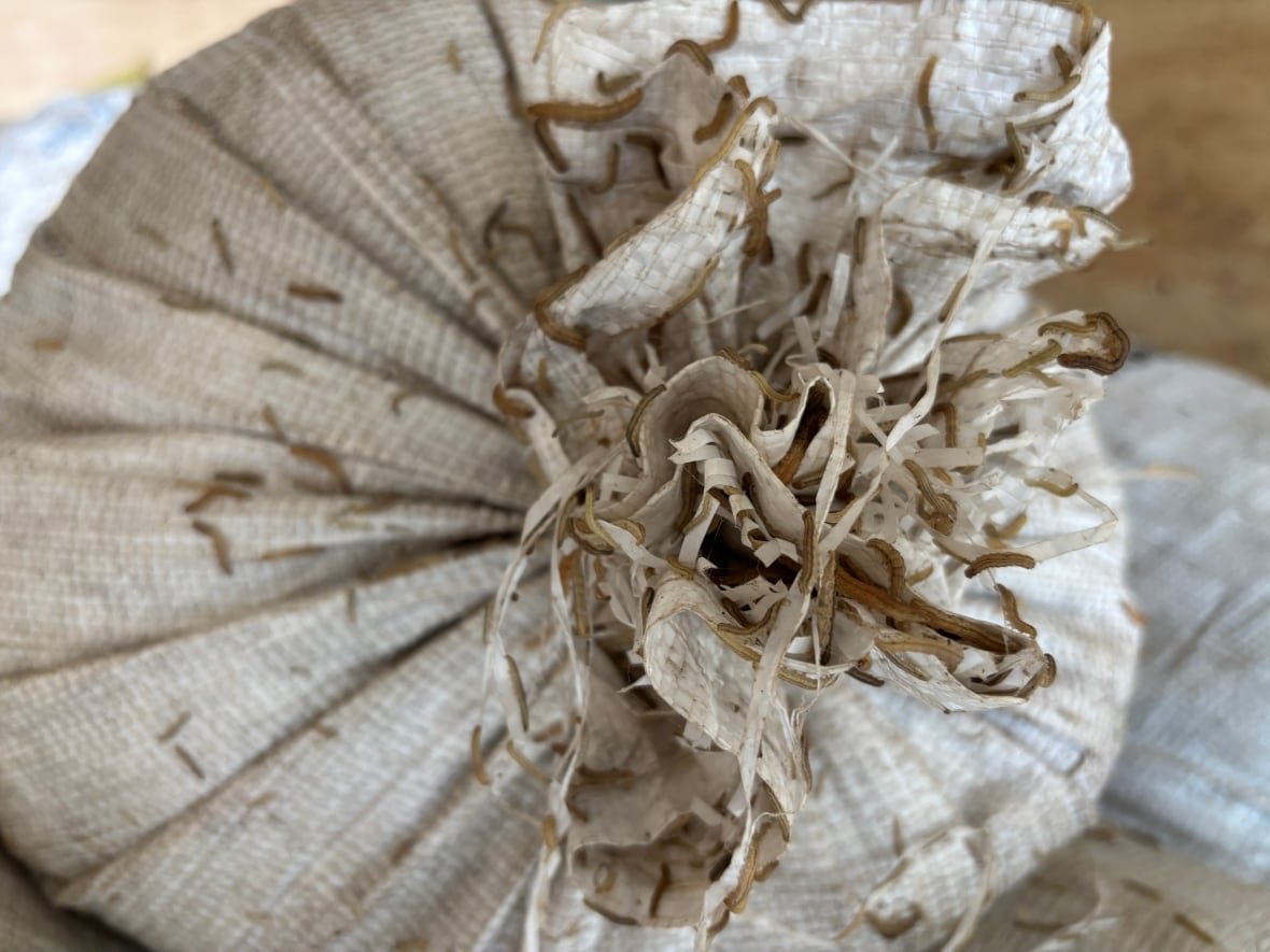 Small worms crawl over white cloth bag