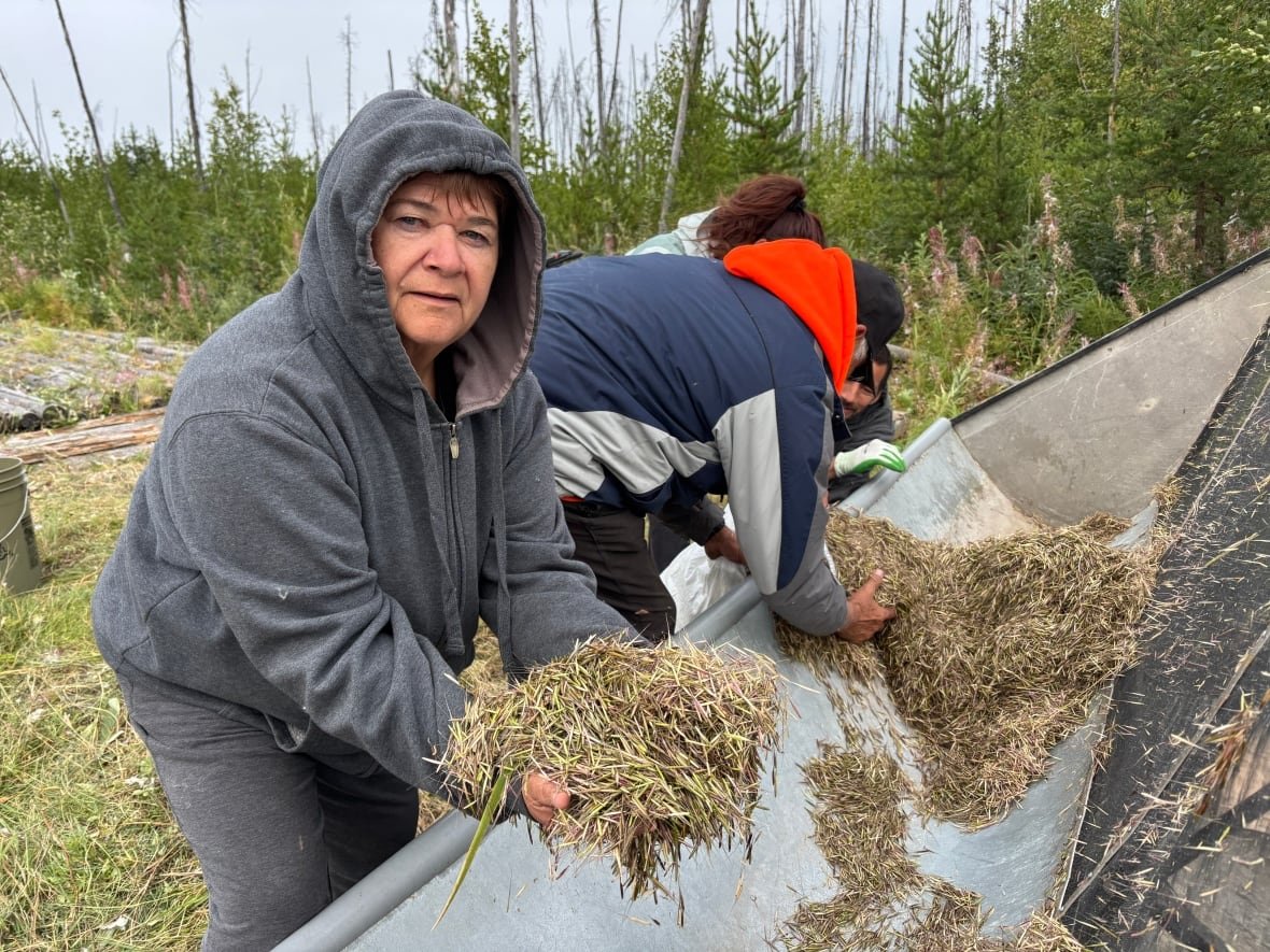 Woman in sweatshirt with hood holds wild rice above large scoop