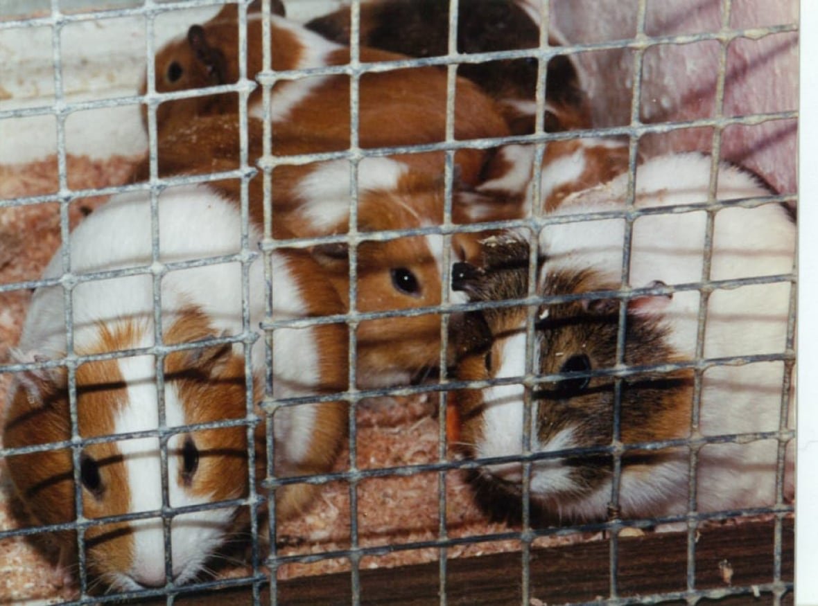 Guinea pigs, rats, mice, rabbits and guinea pigs are historically some of the most commonly used animals for cosmetic testing.