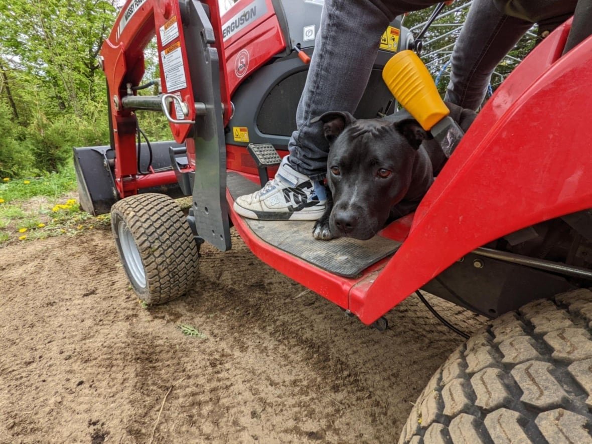 A large black dog rests her head off the side of a red tractor.
