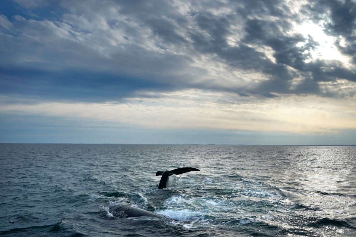 A pair of North Atlantic right whales interact at the surface of Cape Cod Bay, Monday, March 27, 2023, in Massachusetts. The 193 U.N. member nations have adopted the first-ever treaty to protect marine life in the high seas. The United Nations chief hailed the historic agreement saying it gives the ocean “a fighting chance.”