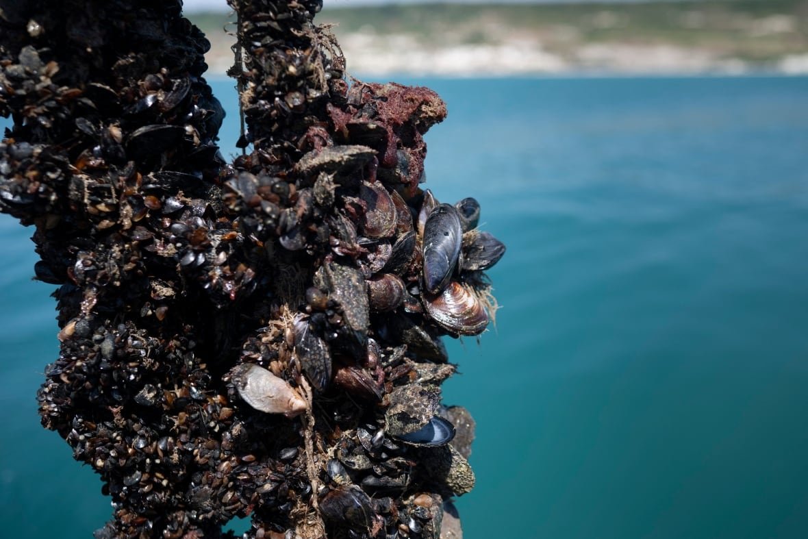 Mussels sticking to a net during a mussel collection near Cape Kaliakra, in the northern Bulgarian Black Sea Coast.