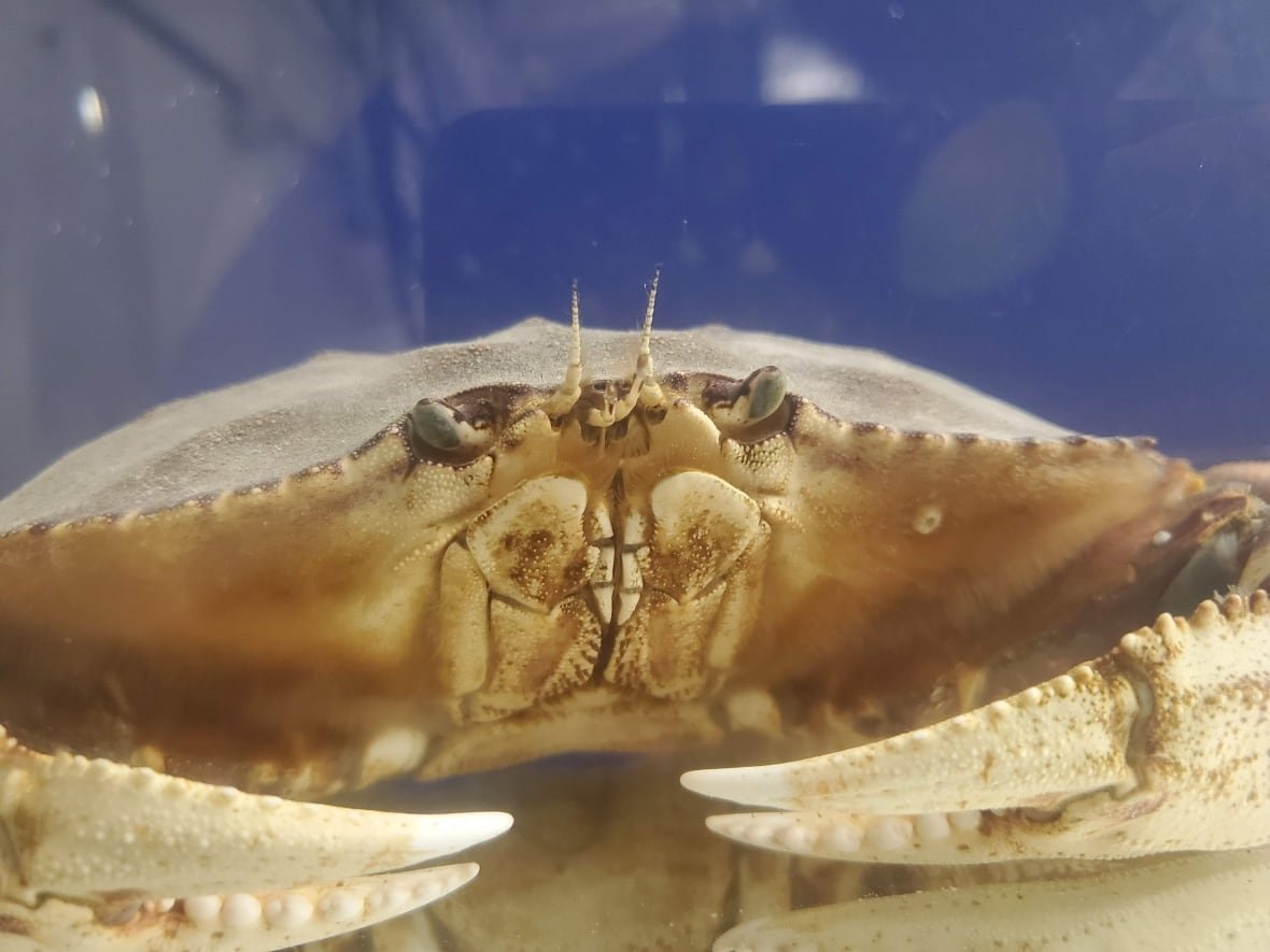 A dungeness crab shows its claws and mouth. 