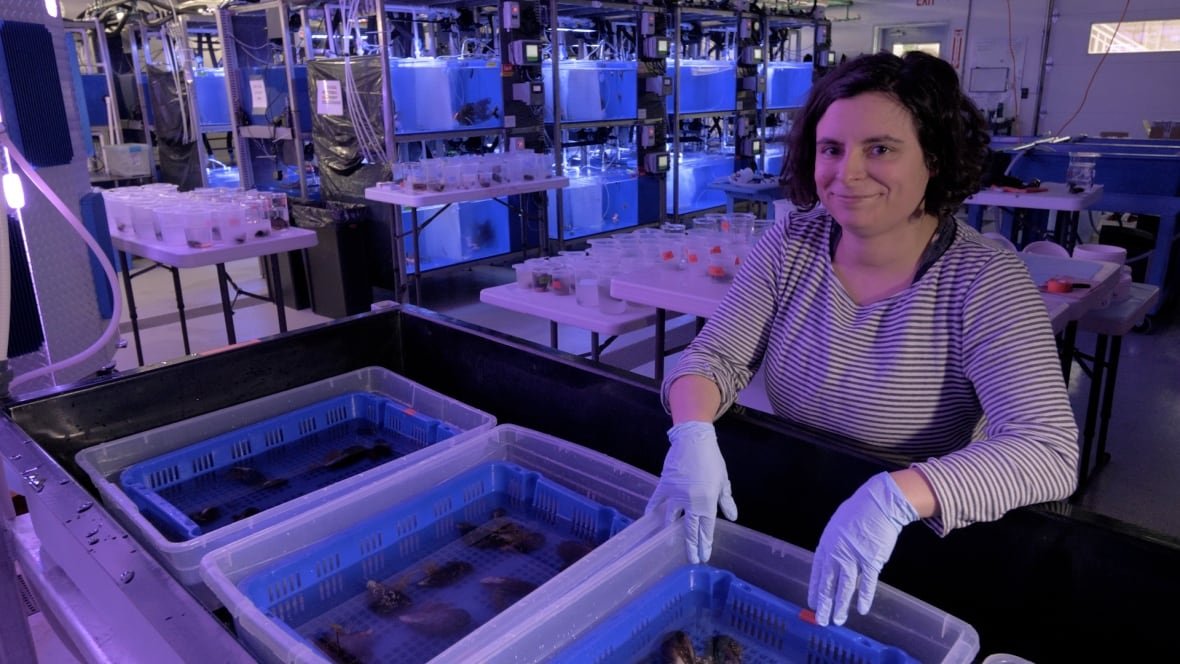A researcher stands over buckets of shellfish being studied in a lab. 