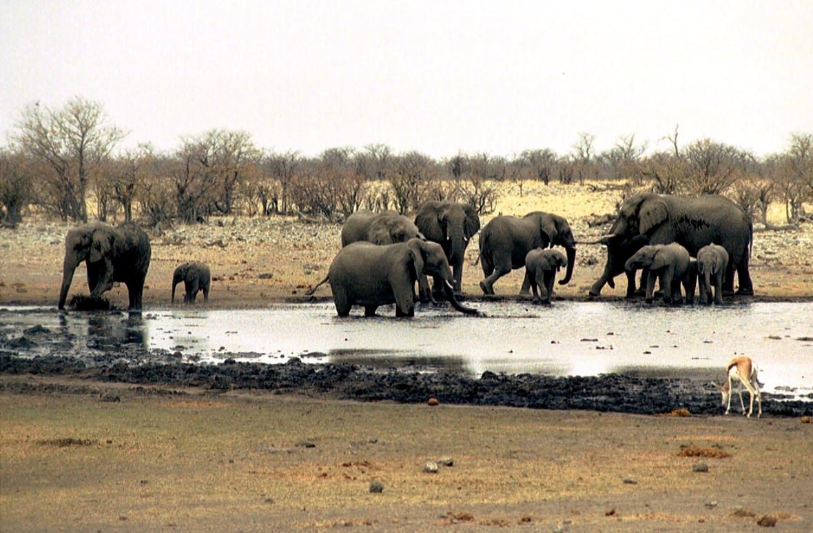 Elephants at waterhole