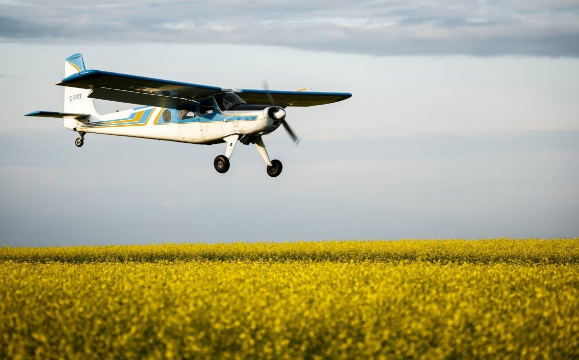 A blue plane flies over a canola crop