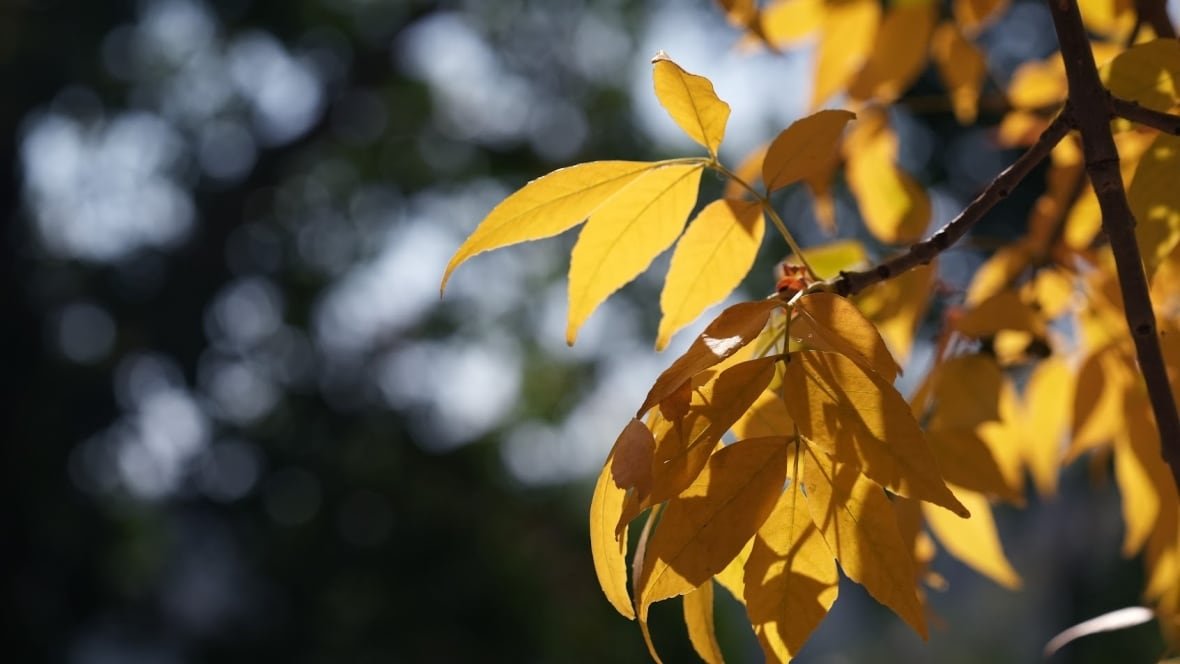 A close-up of yellow leaves on a tree branch. 