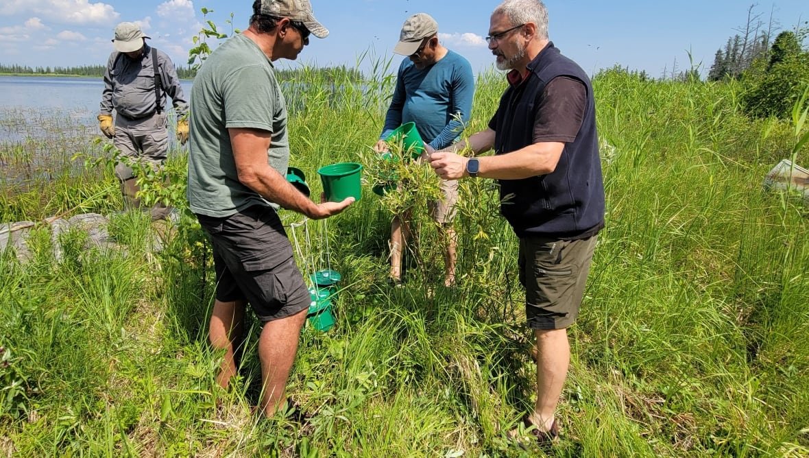 A group of four people standing near tall grass hold small green plastic containers
