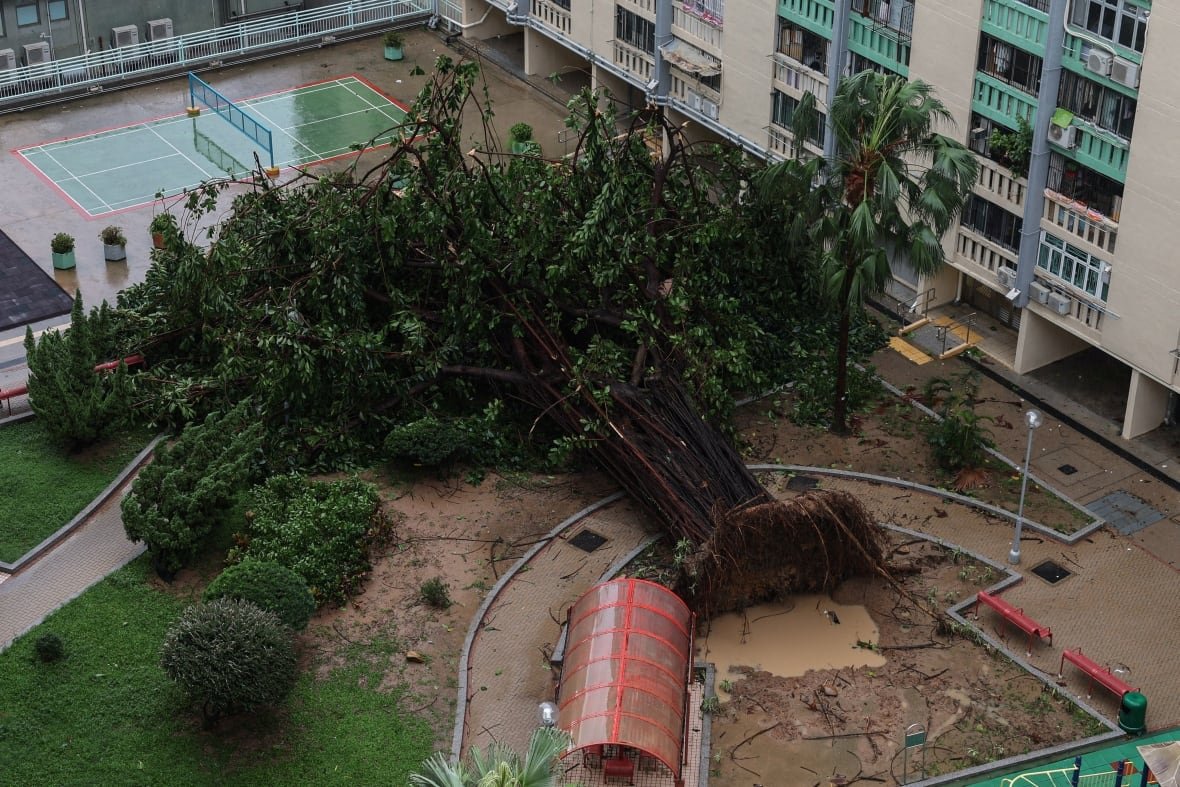 A large tree lies on the ground in the courtyard of a high-rise building that is shown.