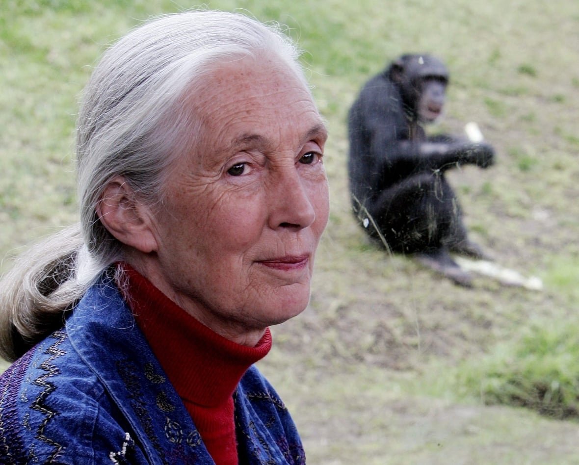 A woman with grey hair pulled back in a bun and wearing a blue coat over a red turtleneck stands in front of a window to an enclosure where a chimpanzee is sitting on grass and eating.