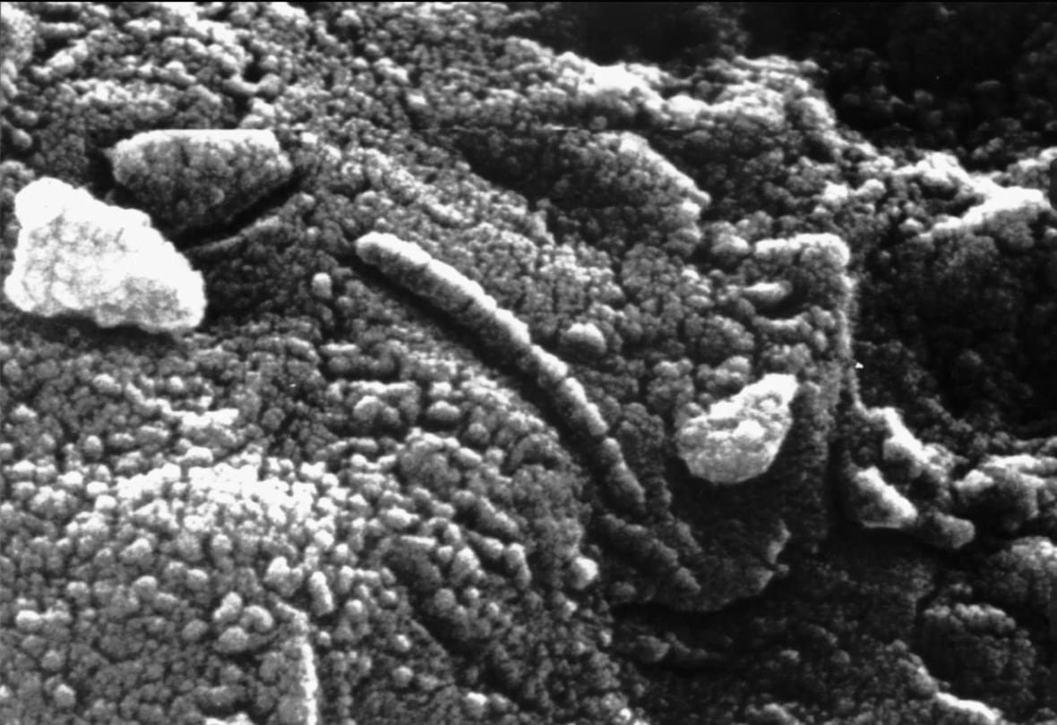 An extremely close up view of a rock shows what looks like a a worm amongst a rough bubbly surface.