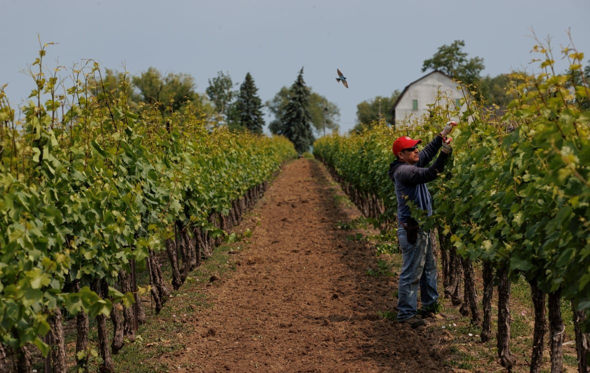 man tends to grape vines on farm