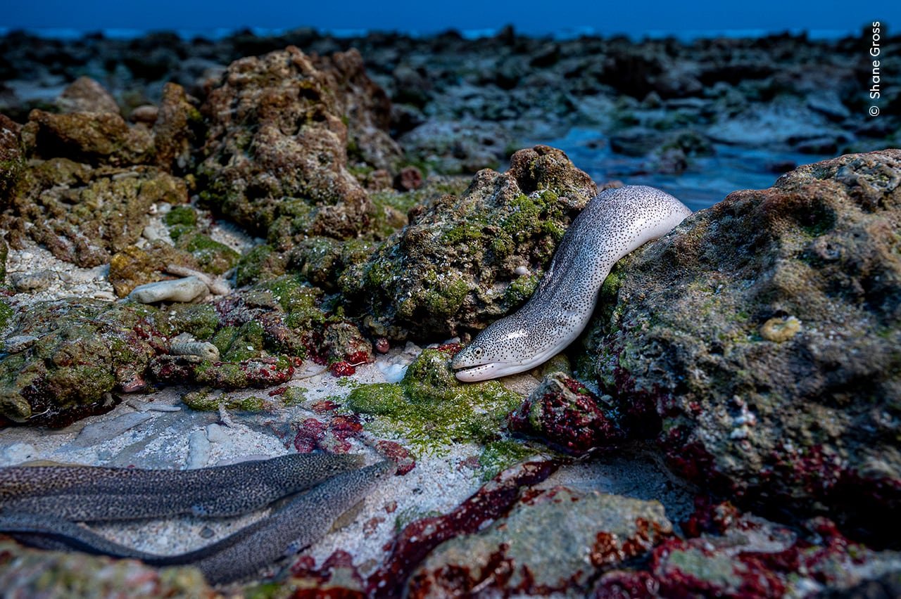 eels slithering on a rocky shore