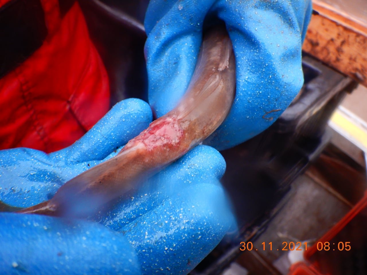 A fish with internal bleeding