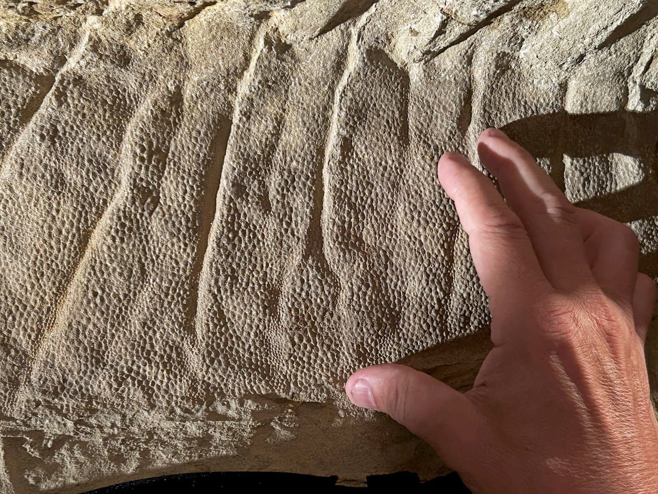 A hand touches a sandy brown dinosaur fossil, grazing over ridges and scales.