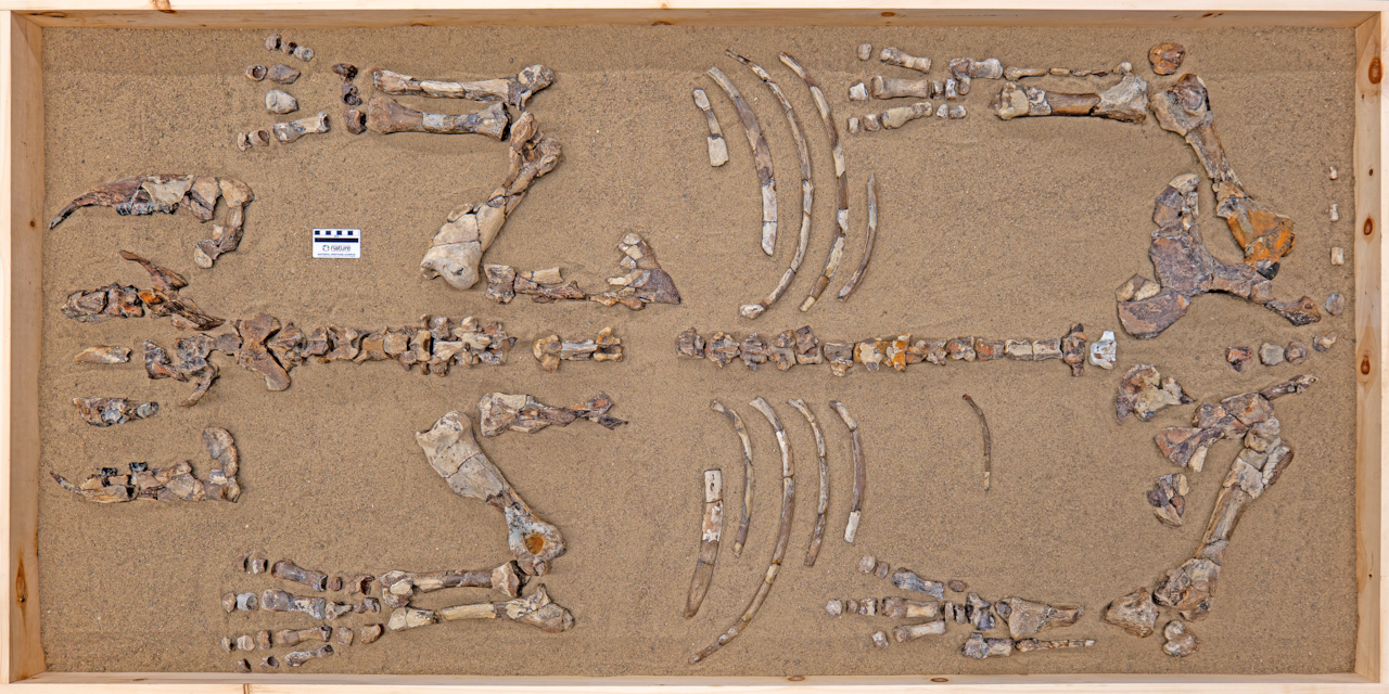 Partial fossil rhino skeleton on table