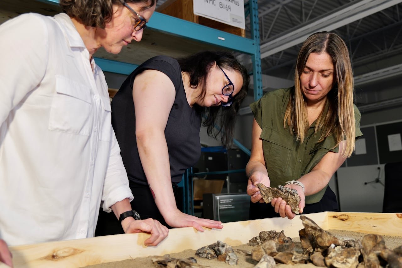 Three women at a table covered in fossil bones, one holding a jaw