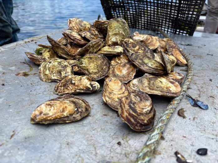 Oysters on the bow of a metal boat. 